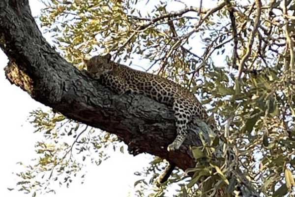 LookSouth Road Trip September 2023 - Part 8: Kruger National Park- Shimuwini Camp