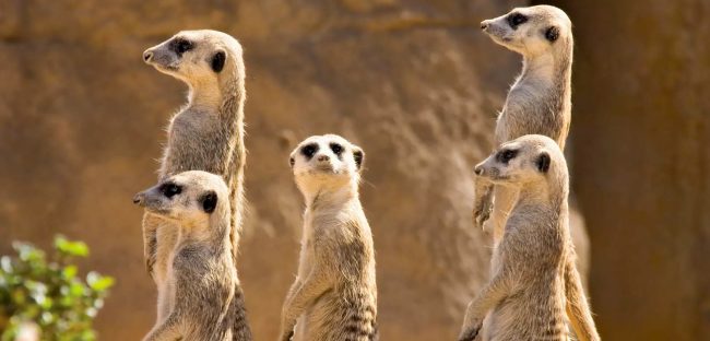 Meerkats-new Meerkats-new